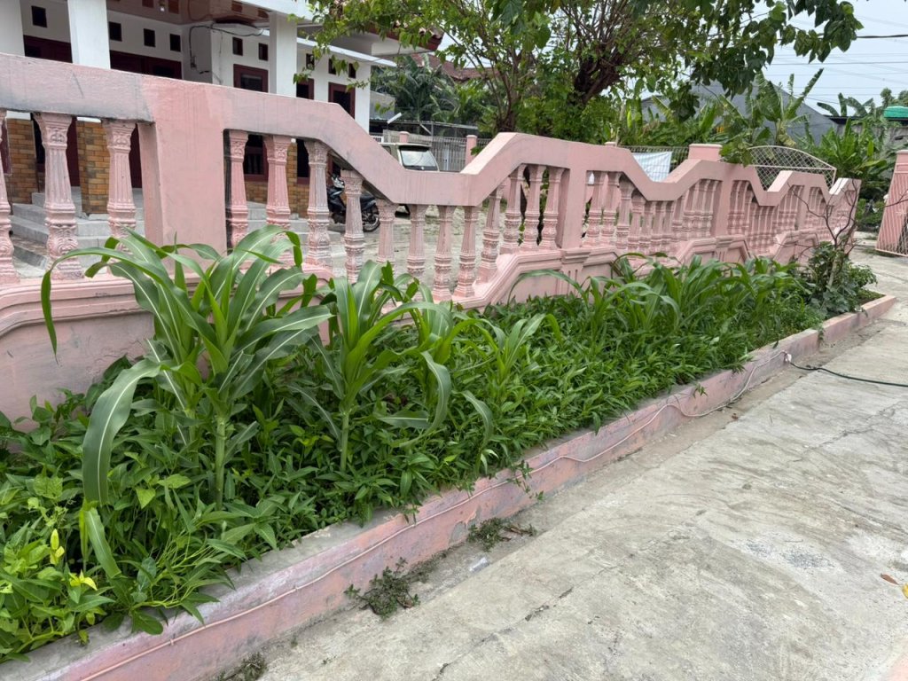 Tanaman Sayur: Kangkung, Bayam, Jagung thumbnail