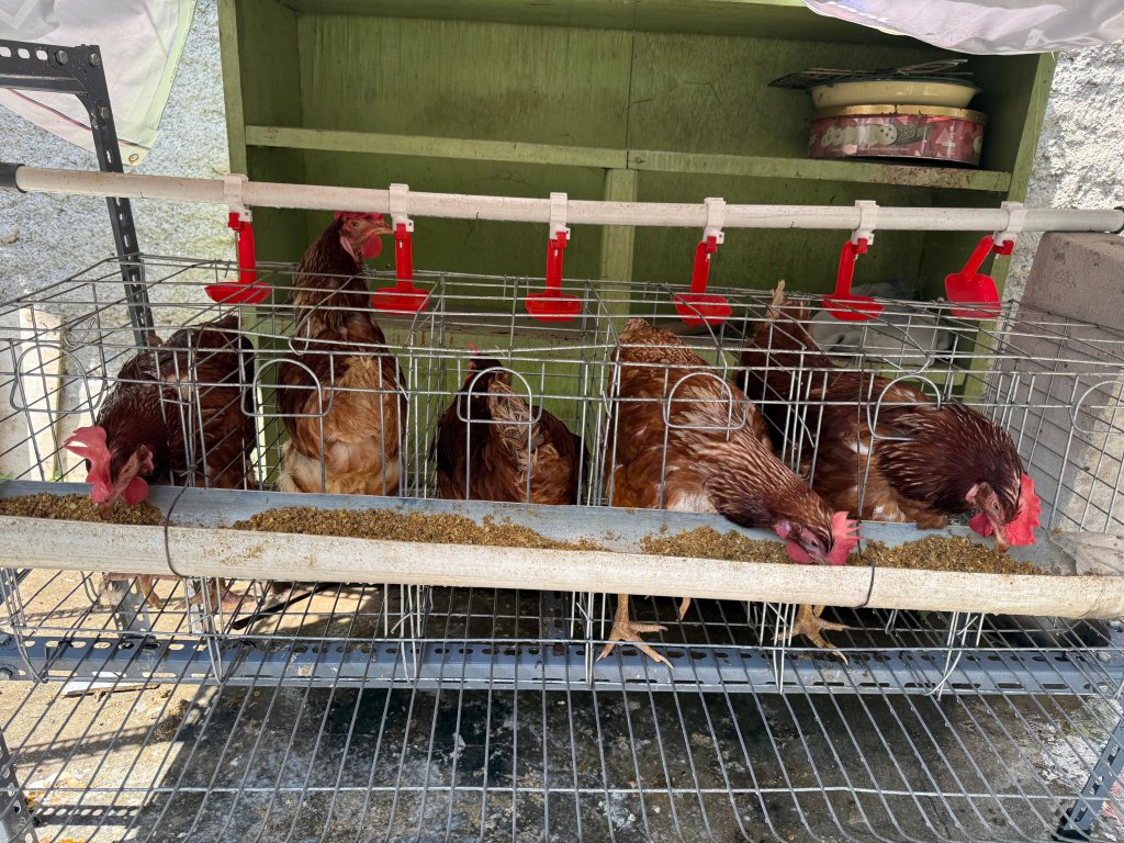 Ayam Petelur thumbnail