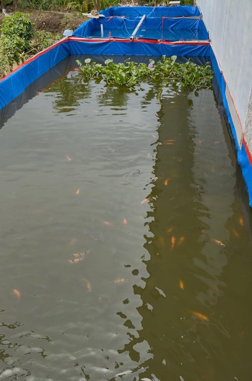 Budidaya Ikan Nila - Kolam 1 thumbnail