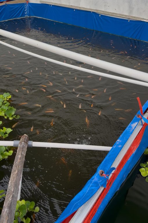 Budidaya Ikan Nila - Kolam 2 thumbnail